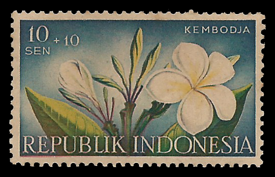 Read more about the article Bunga